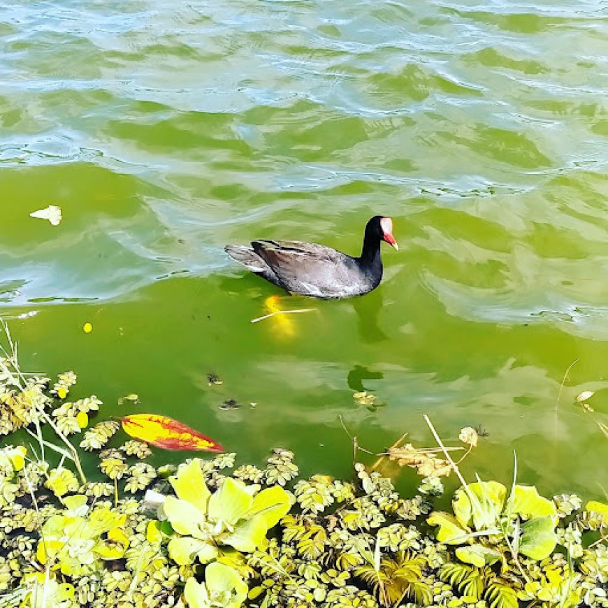 Conheça o Parque das Águas